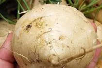 Ăn củ đậu mùa hè, cơ thể thầm cảm ơn bạn vì những lợi ích quý giá này