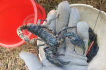 Tuyệt chiêu dùng kiến săn thần dược, kiếm được cả triệu đồng dễ như chơi