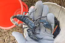 Tuyệt chiêu dùng kiến săn thần dược, kiếm được cả triệu đồng dễ như chơi