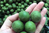 Sấu non đầu mùa, năm nay rẻ chưa từng có