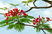 Bài thuốc hay cực hiệu quả từ những cây bóng mát vỉa hè