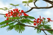 Bài thuốc hay cực hiệu quả từ những cây bóng mát vỉa hè