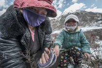 Nhọc nhằn việc săn lùng đông trùng hạ thảo ở Tây Tạng