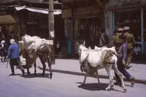 15 ảnh hiếm về cuộc sống yên bình ở Damascus năm 1965