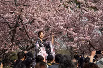 Đẹp ngất ngây lễ hội hoa anh đào trên thế giới
