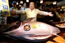 Cận cảnh phiên đấu giá cá ngừ 600.000 đô ở Nhật Bản