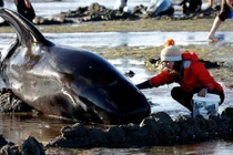 Người New Zealand đổ xô ra biển giải cứu cá voi mắc cạn