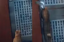 Mắng hàng xóm vì nghi nhìn lén, cô gái xấu hổ khi xem lại camera