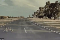 Chạy 100 km/h, Autopilot của Tesla vẫn phanh để cứu cả đàn vịt 