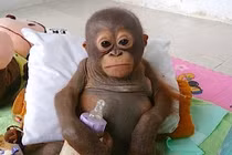 Xem đười ươi con tự uống sữa như em bé