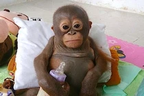 Xem đười ươi con tự uống sữa như em bé