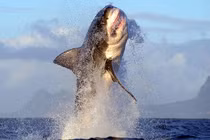 Điểm mặt 13 “hung thần đại dương” khét tiếng nhất thế giới