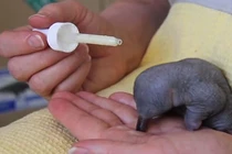 Xem thú lông nhím sơ sinh ăn sữa vô cùng đáng yêu 