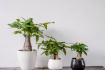 6 cây cảnh sinh tiền trồng trong sân, tài lộc nườm nượp kéo đến