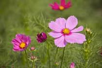 7 ngày tới, 3 con giáp có tài vận đỏ rực, của cải tràn vào nhà