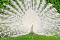 Chọn nuôi loài “quý tộc”, tiền kiếm về đếm mỏi tay