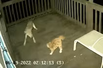 Mèo nhà tử chiến chó sói trong đêm và cái kết đầy gay cấn