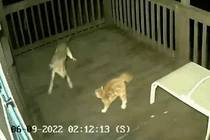 Mèo nhà tử chiến chó sói trong đêm và cái kết đầy gay cấn