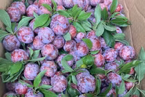 Chỉ trồng một nơi duy nhất mận ‘cherry Việt Nam' siêu đắt khách