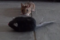 Cười lăn khi chuột cũng bị lừa tình