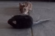 Cười lăn khi chuột cũng bị lừa tình