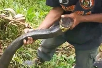 Người đàn ông tóm cổ sinh vật trong bụi rậm: Kích thước bất ngờ