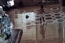 Bé trai 1 tuổi suýt giẫm phải rắn hổ mang trong phòng khách