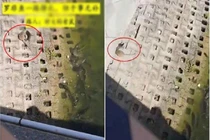 Một con chuột lớn, người qua đường thốt lên: 'chuột thành tinh'