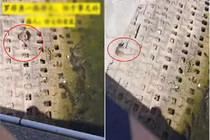 Một con chuột lớn, người qua đường thốt lên: 'chuột thành tinh'