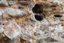 Khám phá loài ong tí hon làm tổ ở khe đá chân núi Pha Luông