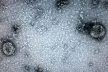 "Virus gây bệnh Covid-19 ở Việt Nam đã tiến hóa"