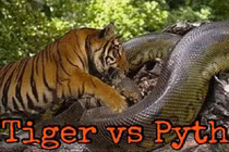 Mắc sai lầm, hổ dữ chết thảm trong vòng siết của trăn khổng lồ