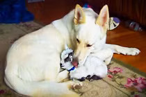 Kỳ lạ chú chó giống hệt... dê