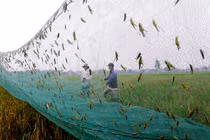 Loài bay đầy ruộng ai gặp cũng xua đuổi, đại gia lùng mua 500.000 đồng/kg