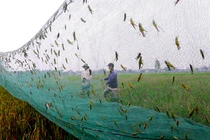 Loài bay đầy ruộng ai gặp cũng xua đuổi, đại gia lùng mua 500.000 đồng/kg
