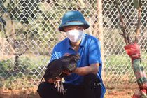 Ở vùng đất gian khó, nuôi con đen nhẻm 3 tháng thu 30 triệu đồng