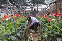 Làng hoa Tây Tựu “hối hả” chuẩn bị phục vụ Tết Canh Tý