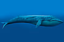 Top 10 loài cá voi nặng nhất thế giới