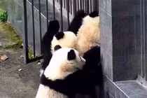 Video: Đàn gấu trúc rủ nhau “đào tẩu” khỏi vườn thú