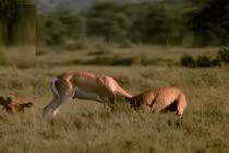 Clip: Rơi vào “cửa tử”, linh dương nổi điên húc thủng bụng báo săn