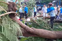 Hà Nội rà soát, “thăm khám” và xử lý những cây xanh trong các trường học