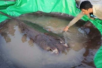 Những con cá nước ngọt khổng lồ trên sông Mekong