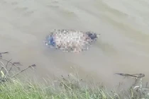 Xác 3 mẹ con buộc vào nhau: Tin nhắn cuối cùng của người mẹ