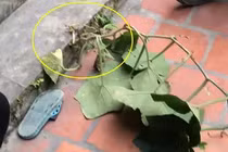 Vợ xung phong đi cắt rau bí, sản phẩm mang về khiến chồng ngã ngửa