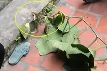 Vợ xung phong đi cắt rau bí, sản phẩm mang về khiến chồng ngã ngửa