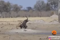 3 cặp con giáp tương xung, lấy nhau gia đạo khó êm ấm, của cải tiêu tan