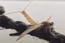 Đi vớt côn trùng vật vờ ngoài sông Hồng, ngày kiếm cả chục triệu