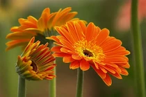 Đầu năm mua 6 loại hoa này cúng vía Thần Tài để thêm lộc lá