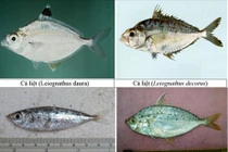 Điểm danh những loại hải sản tầng đáy độc hại không nên ăn 