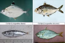 Điểm danh những loại hải sản tầng đáy độc hại không nên ăn 